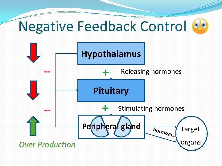 Negative Feedback Control Hypothalamus Releasing hormones Pituitary Stimulating hormones Peripheral gland Over Production horm