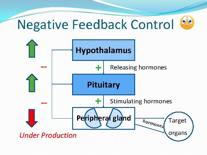 Negative Feedback Control Hypothalamus Releasing hormones Pituitary Stimulating hormones Peripheral gland Under Production horm