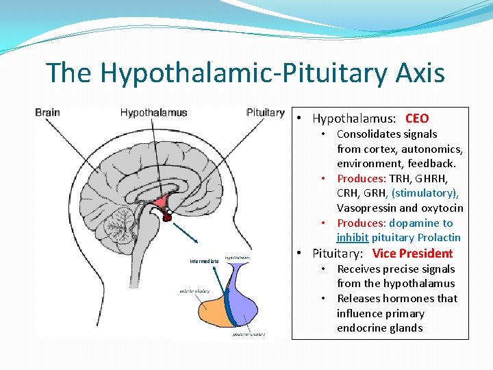 The Hypothalamic-Pituitary Axis • Hypothalamus: CEO • Consolidates signals from cortex, autonomics, environment, feedback.