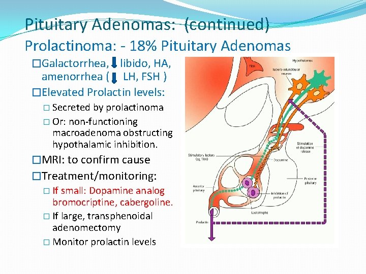 Pituitary Adenomas: (continued) Prolactinoma: - 18% Pituitary Adenomas �Galactorrhea, libido, HA, amenorrhea ( LH,
