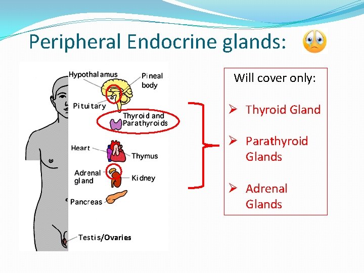 Peripheral Endocrine glands: Will cover only: Ø Thyroid Gland Ø Parathyroid Glands Ø Adrenal