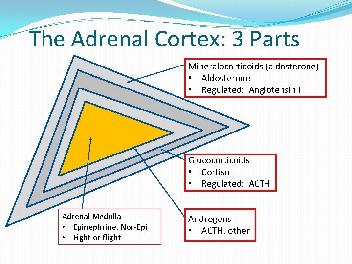 The Adrenal Cortex: 3 Parts Mineralocorticoids (aldosterone) • Aldosterone • Regulated: Angiotensin II Glucocorticoids