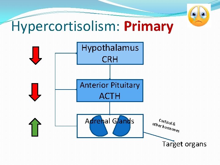 Hypercortisolism: Primary Hypothalamus CRH Anterior Pituitary ACTH Adrenal Glands Cor other tisol & horm