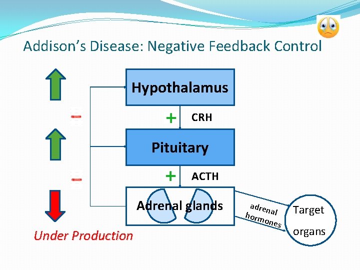 Addison’s Disease: Negative Feedback Control Hypothalamus CRH Pituitary ACTH Adrenal glands Under Production adre