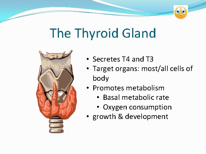 The Thyroid Gland • Secretes T 4 and T 3 • Target organs: most/all
