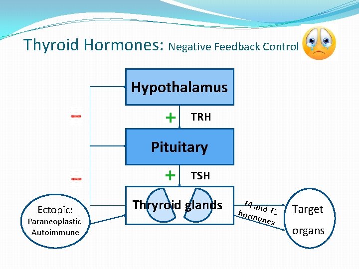 Thyroid Hormones: Negative Feedback Control Hypothalamus TRH Pituitary TSH Ectopic: Paraneoplastic Autoimmune Thryroid glands