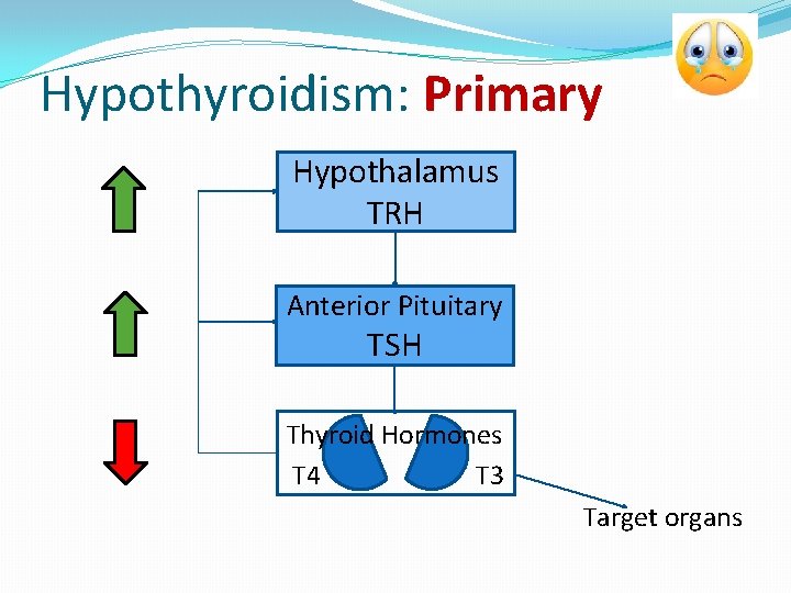 Hypothyroidism: Primary Hypothalamus TRH Anterior Pituitary TSH Thyroid Hormones T 4 T 3 Target