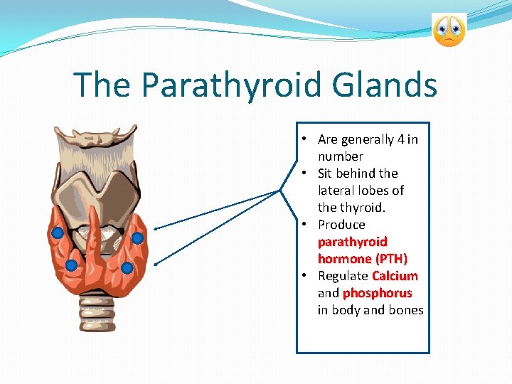 The Parathyroid Glands aare • Are generally 4 in number • Sit behind the