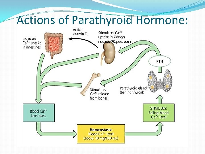 Actions of Parathyroid Hormone: Increases PO 4 excretion 