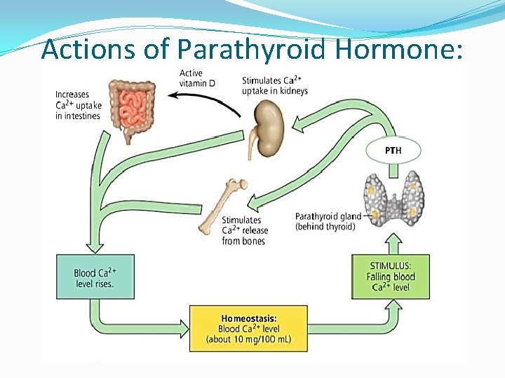 Actions of Parathyroid Hormone: 