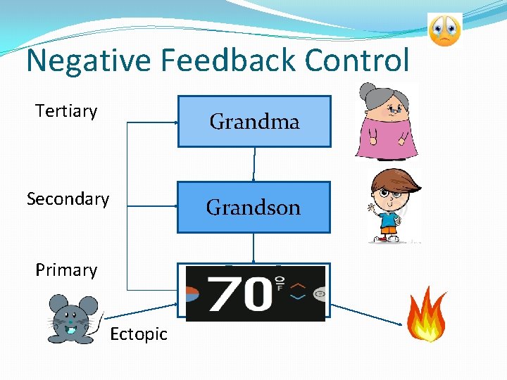 Negative Feedback Control Tertiary Grandma Secondary Grandson Primary Ectopic 