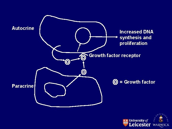 Autocrine Increased DNA synthesis and proliferation Growth factor receptor Paracrine = Growth factor 