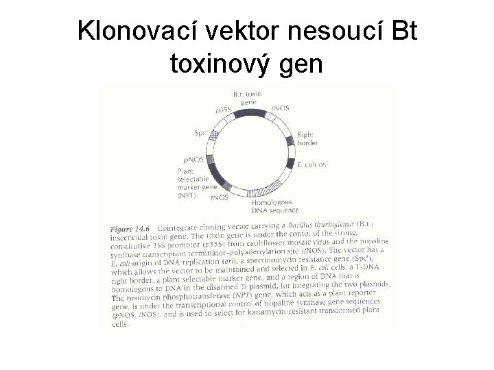 Klonovací vektor nesoucí Bt toxinový gen 