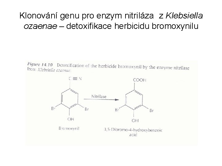 Klonování genu pro enzym nitriláza z Klebsiella ozaenae – detoxifikace herbicidu bromoxynilu 