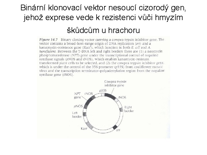 Binární klonovací vektor nesoucí cizorodý gen, jehož exprese vede k rezistenci vůči hmyzím škůdcům