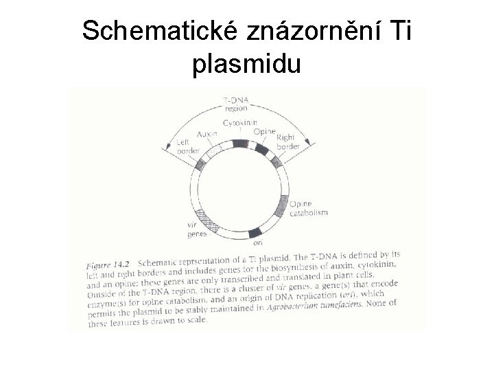 Schematické znázornění Ti plasmidu 
