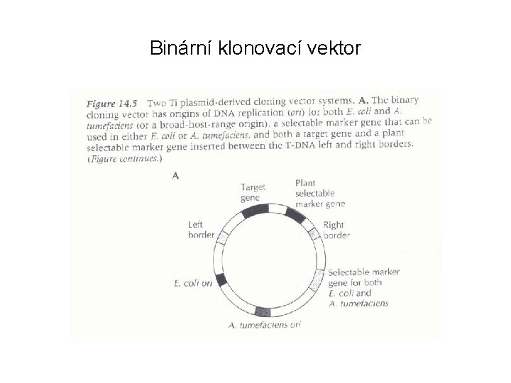 Binární klonovací vektor 