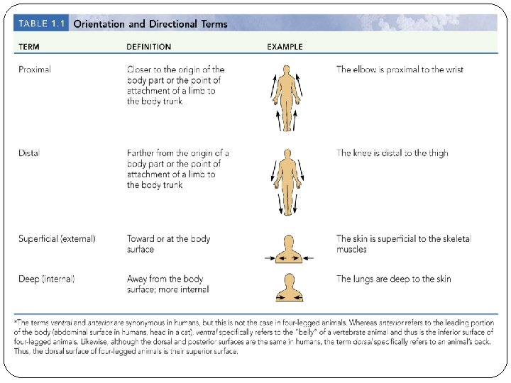 Unit 1 Organization of the Body Chapter 1