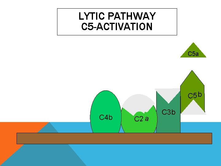 LYTIC PATHWAY C 5 -ACTIVATION C 5 a C 5 b C 4 b LYTIC PATHWAY C 5 -ACTIVATION C 5 a C 5 b C 4 b