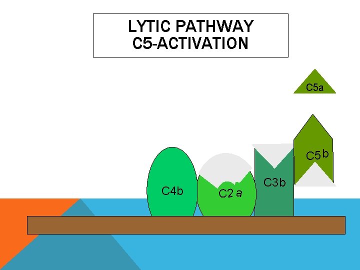 LYTIC PATHWAY C 5 -ACTIVATION C 5 a C 5 b C 4 b