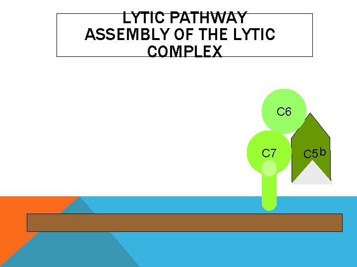 LYTIC PATHWAY ASSEMBLY OF THE LYTIC COMPLEX C 6 C 7 C 5 b