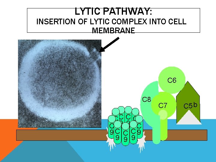LYTIC PATHWAY: INSERTION OF LYTIC COMPLEX INTO CELL MEMBRANE C 6 C 8 CC LYTIC PATHWAY: INSERTION OF LYTIC COMPLEX INTO CELL MEMBRANE C 6 C 8 CC