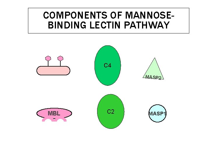 COMPONENTS OF MANNOSEBINDING LECTIN PATHWAY C 4 MASP 2 MBL C 2 MASP 1 COMPONENTS OF MANNOSEBINDING LECTIN PATHWAY C 4 MASP 2 MBL C 2 MASP 1