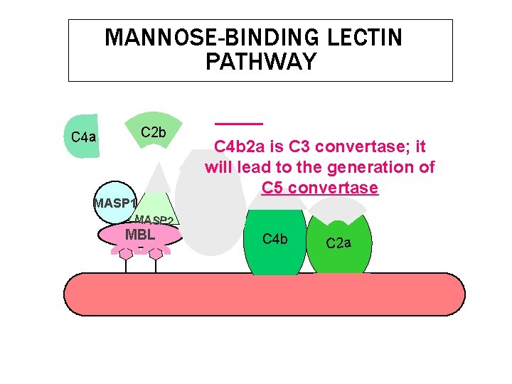 MANNOSE-BINDING LECTIN PATHWAY C 2 b C 4 a MASP 1 MASP 2 MBL