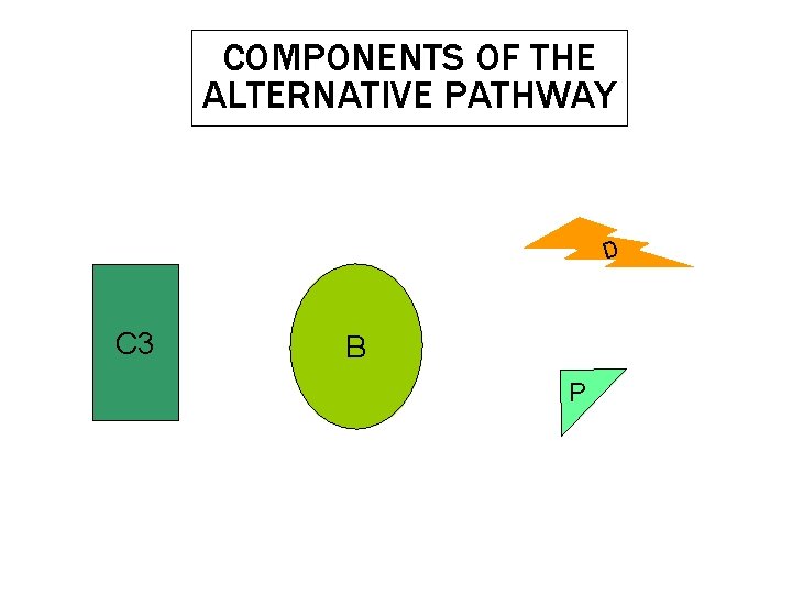 COMPONENTS OF THE ALTERNATIVE PATHWAY D C 3 B P COMPONENTS OF THE ALTERNATIVE PATHWAY D C 3 B P
