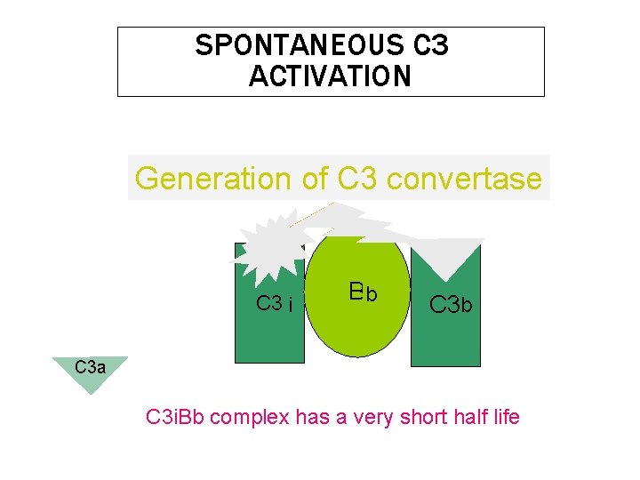 SPONTANEOUS C 3 ACTIVATION Generation of C 3 convertase H 2 O C 3