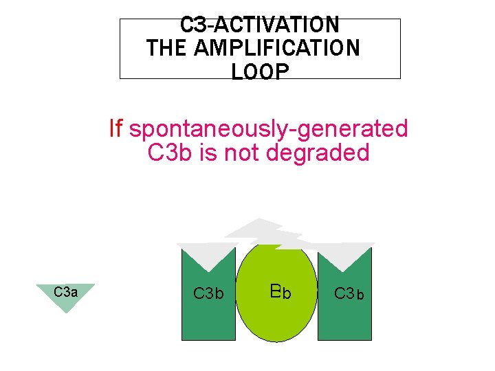 C 3 -ACTIVATION THE AMPLIFICATION LOOP If spontaneously-generated C 3 b is not degraded C 3 -ACTIVATION THE AMPLIFICATION LOOP If spontaneously-generated C 3 b is not degraded