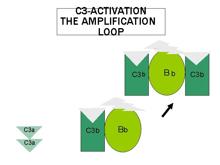 C 3 -ACTIVATION THE AMPLIFICATION LOOP D C 3 b C 3 a C