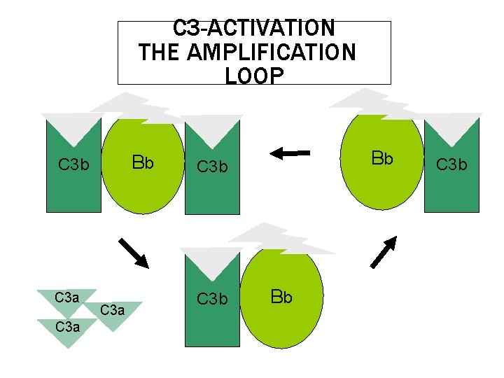 C 3 -ACTIVATION THE AMPLIFICATION LOOP Bb C 3 a Bb C 3 b C 3 -ACTIVATION THE AMPLIFICATION LOOP Bb C 3 a Bb C 3 b