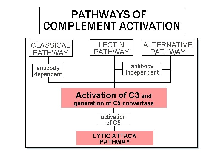 PATHWAYS OF COMPLEMENT ACTIVATION CLASSICAL PATHWAY antibody dependent LECTIN PATHWAY ALTERNATIVE PATHWAY antibody independent PATHWAYS OF COMPLEMENT ACTIVATION CLASSICAL PATHWAY antibody dependent LECTIN PATHWAY ALTERNATIVE PATHWAY antibody independent