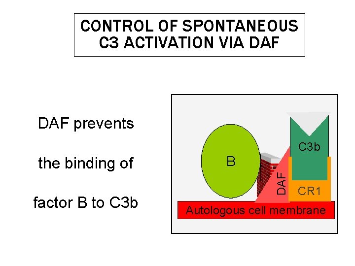 CONTROL OF SPONTANEOUS C 3 ACTIVATION VIA DAF prevents C 3 b factor B
