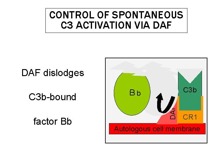 CONTROL OF SPONTANEOUS C 3 ACTIVATION VIA DAF dislodges factor Bb C 3 b