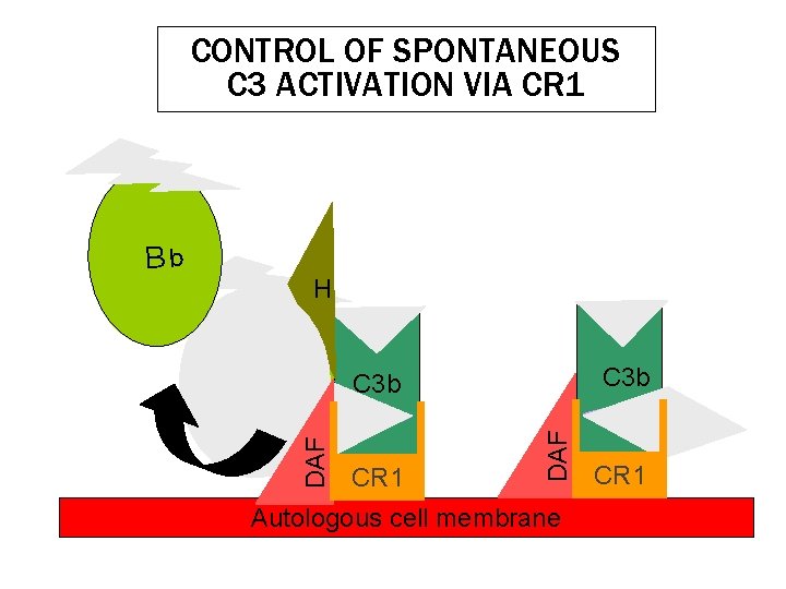 CONTROL OF SPONTANEOUS C 3 ACTIVATION VIA CR 1 Bb H Bb C 3 CONTROL OF SPONTANEOUS C 3 ACTIVATION VIA CR 1 Bb H Bb C 3