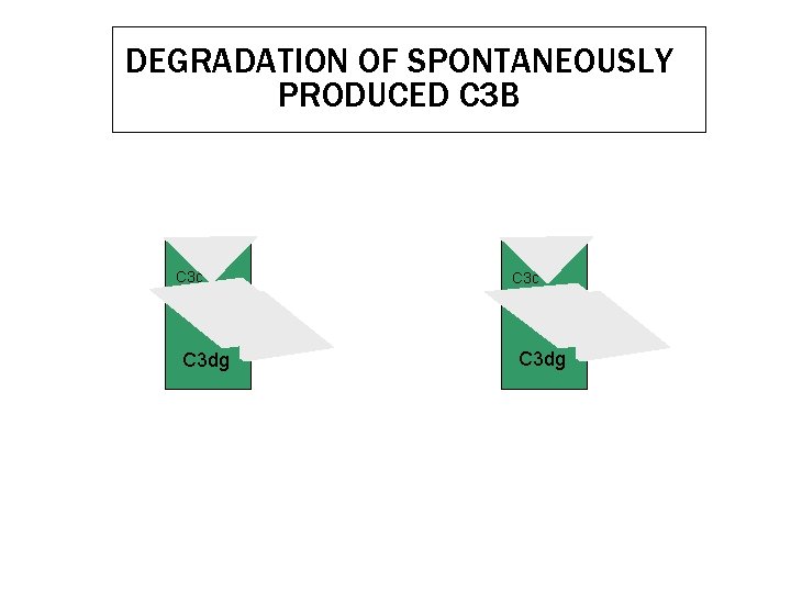 DEGRADATION OF SPONTANEOUSLY PRODUCED C 3 B C 3 c I C 3 b