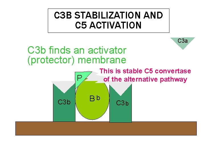 C 3 B STABILIZATION AND C 5 ACTIVATION C 3 a C 3 b C 3 B STABILIZATION AND C 5 ACTIVATION C 3 a C 3 b