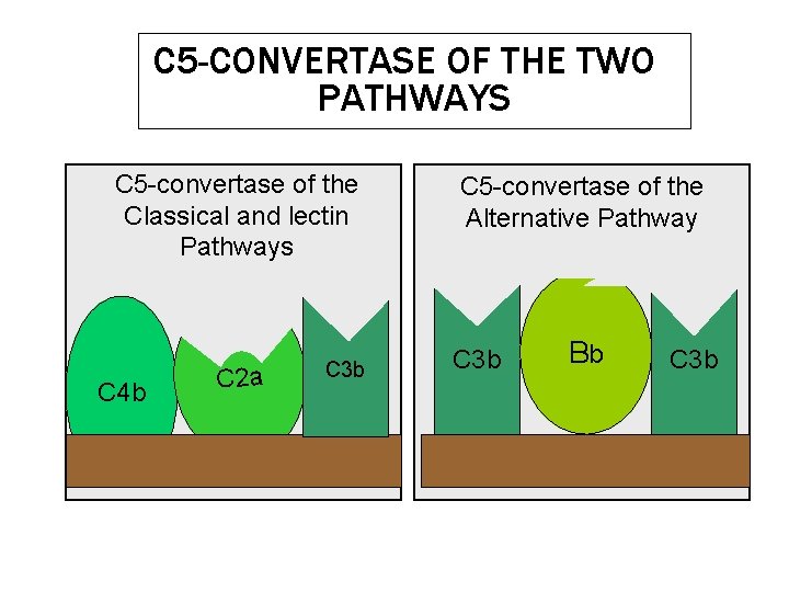 C 5 -CONVERTASE OF THE TWO PATHWAYS C 5 -convertase of the Classical and C 5 -CONVERTASE OF THE TWO PATHWAYS C 5 -convertase of the Classical and
