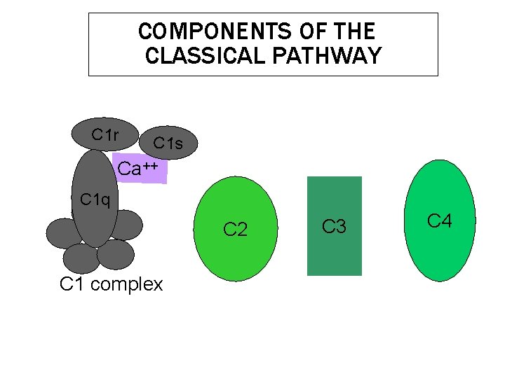 COMPONENTS OF THE CLASSICAL PATHWAY C 1 r C 1 s Ca++ C 1