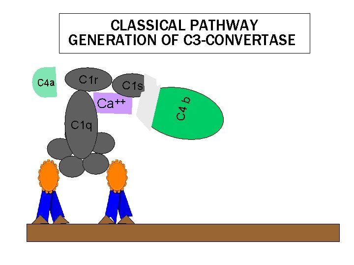 CLASSICAL PATHWAY GENERATION OF C 3 -CONVERTASE C 1 r C 1 s Ca++ CLASSICAL PATHWAY GENERATION OF C 3 -CONVERTASE C 1 r C 1 s Ca++