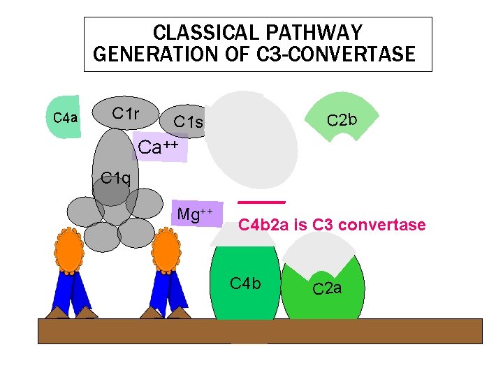 CLASSICAL PATHWAY GENERATION OF C 3 -CONVERTASE C 4 a C 1 r C