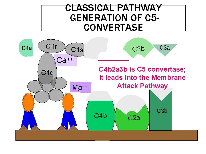 CLASSICAL PATHWAY GENERATION OF C 5 CONVERTASE C 4 a C 1 r C