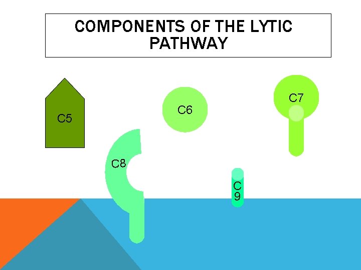 COMPONENTS OF THE LYTIC PATHWAY C 7 C 6 C 5 C 8 C