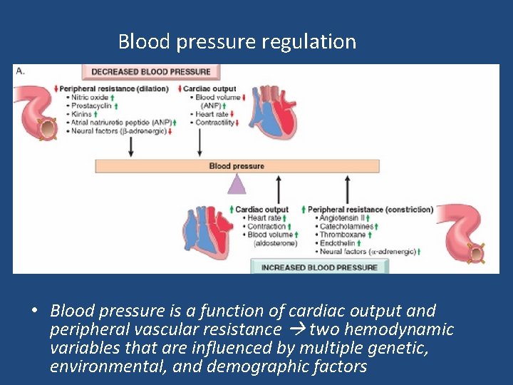 Blood pressure regulation • Blood pressure is a function of cardiac output and peripheral