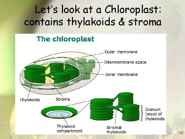Let’s look at a Chloroplast: contains thylakoids & stroma 10 