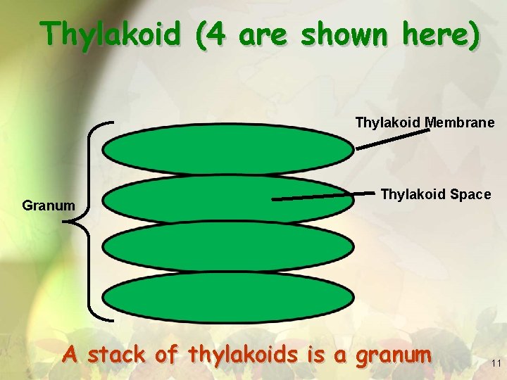 Thylakoid (4 are shown here) Thylakoid Membrane Granum Thylakoid Space A stack of thylakoids