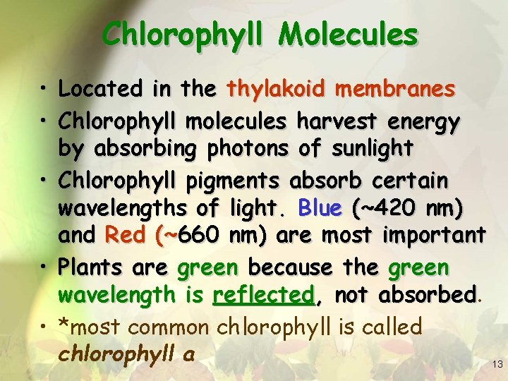 Chlorophyll Molecules • Located in the thylakoid membranes • Chlorophyll molecules harvest energy by