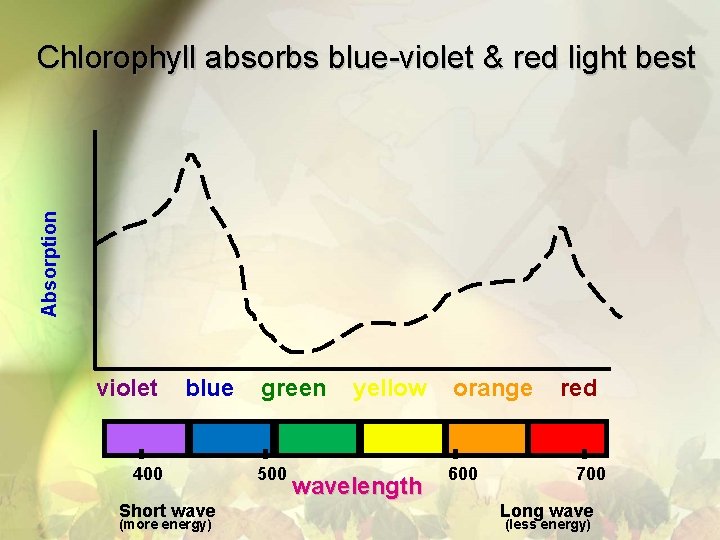 Absorption Chlorophyll absorbs blue-violet & red light best violet blue 400 Short wave (more